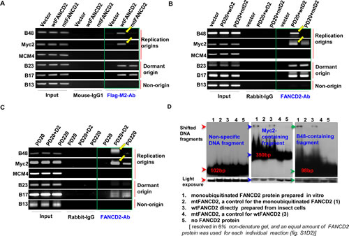 Monoubiquitinated FANCD2 strongly interacts with replication origins in vivo and in vitro A.