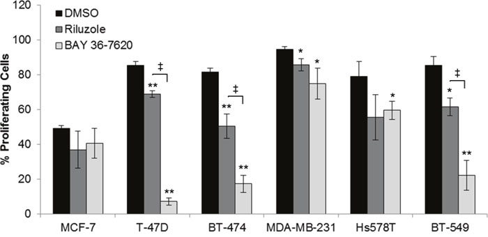 Riluzole and BAY 36-7620 inhibit cell proliferation in both ER+ and ER- breast cancer cell lines.