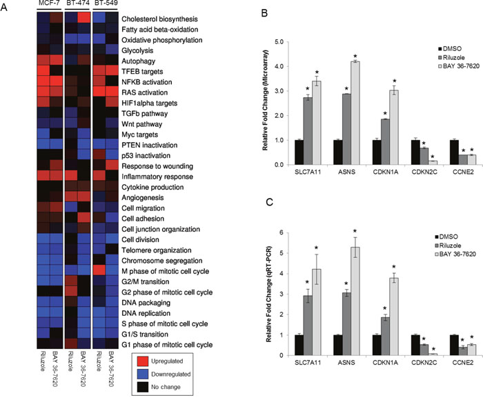 Gene expression signatures are altered by treatment with riluzole or BAY 36-7620.