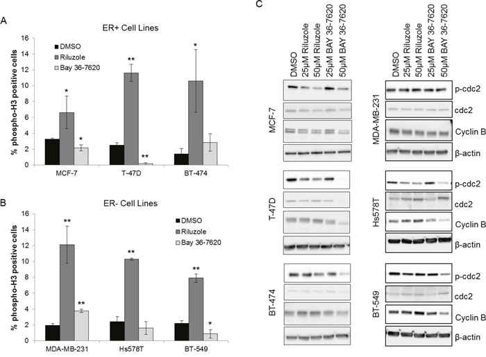 Riluzole induces mitotic arrest in breast cancer cells.
