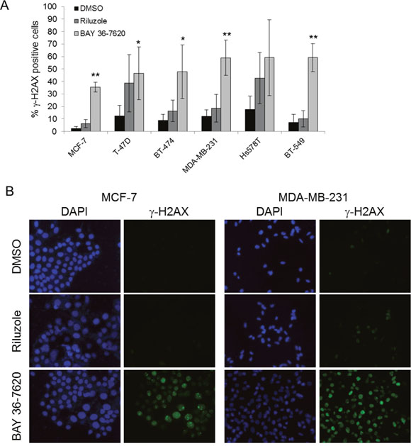 Riluzole and BAY 36-7620 induce DNA damage.