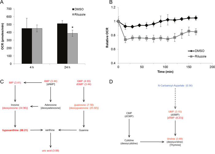 Riluzole inhibits oxidative phosphorylation and alters cellular metabolism.