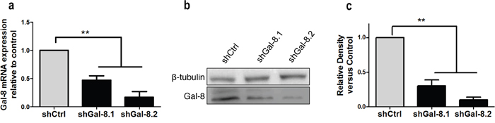 Silencing of Gal-8 in PC3.