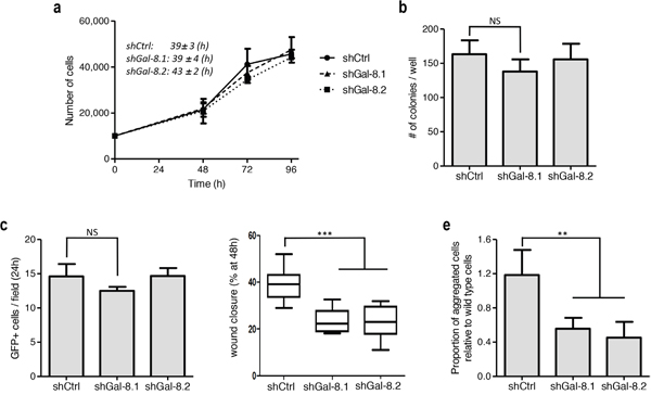 Silencing of Gal-8 impacts migration and homotypic aggregation while does control neither proliferation and clone formation nor adherence to endothelial cells.