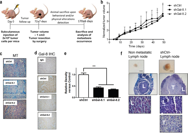 Silencing of Gal-8 effect on tumourigenic and metastatic ability of IGR-CaP1 cell line.