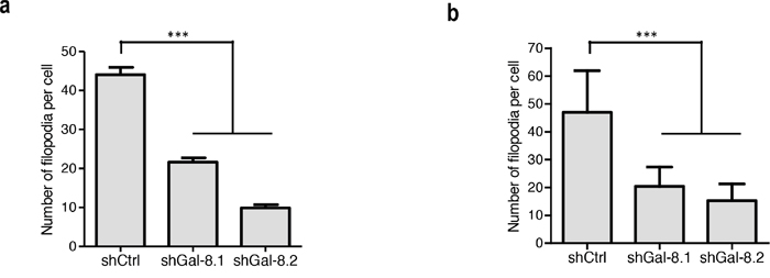 Gal-8 knock-down decreases the cytoskeleton reorganization.