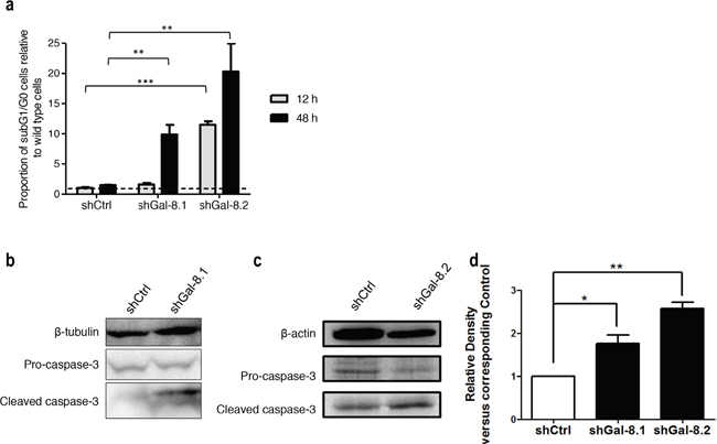 Gal-8 knock-down decreases the anoikis resistance and promotes apoptosis in suspension culture condition.