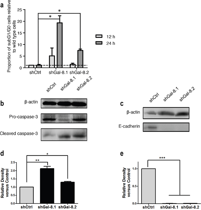 Gal-8 knock-down decreases the anoikis resistance and E-Cadherin expression in PC3 cells.