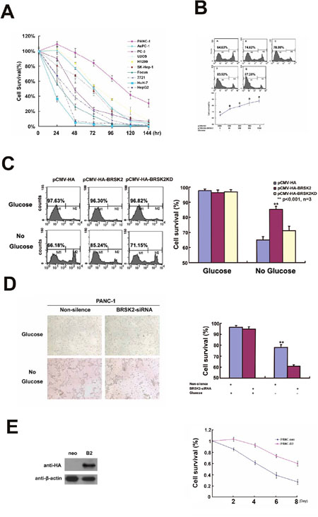 BRSK2 expression enhances cancer cells survival in vitro.