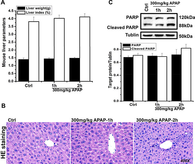 Biological characterization of the effect of APAP on mouse liver cell functions.