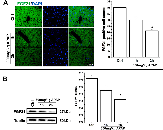 The negative regulation of APAP on FGF21 levels in liver cells.