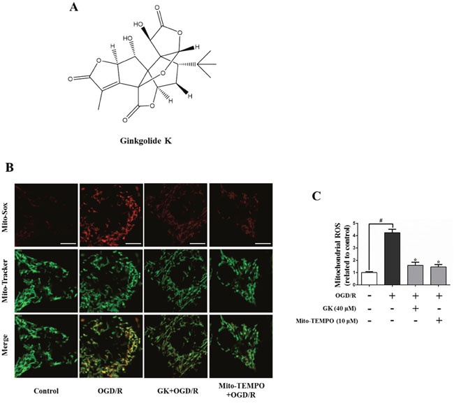 GK attenuates mitochondrial ROS generation after OGD/R.