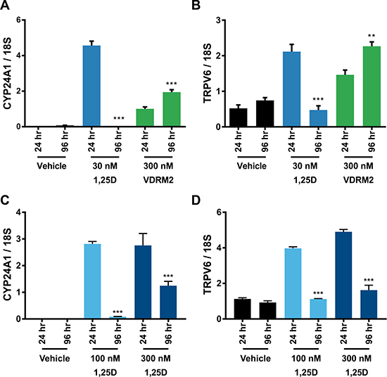 VDRM2-dependent VDR activity is sustained in VCaP cells.