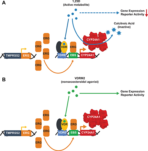 Hyper-induction of CYP24A1 limits the 1,25D(OH)2D3 but not the VDRM2-dependent actions of VDR.