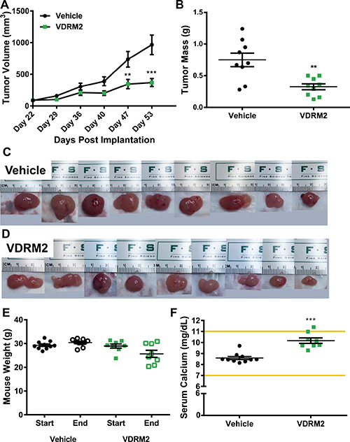 VDRM2 reduces tumor growth in a VCaP xenograft model.
