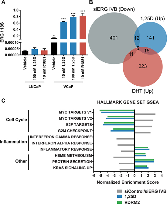 Defined ERG target gene signature is not increased in 1,25D(OH)2D3-treated VCaP cells.