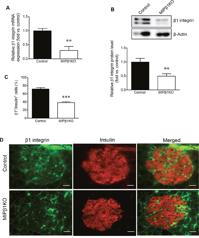 Confirmation of &#x03B2;1 integrin knockdown in MIP&#x03B2;1KO mouse islets.