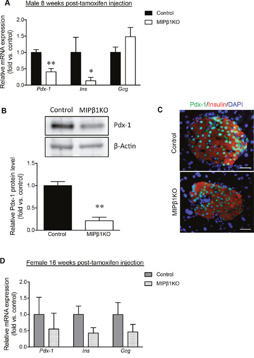 Decreased Pdx-1, insulin, and glucagon expression in MIP&#x03B2;1KO mice.