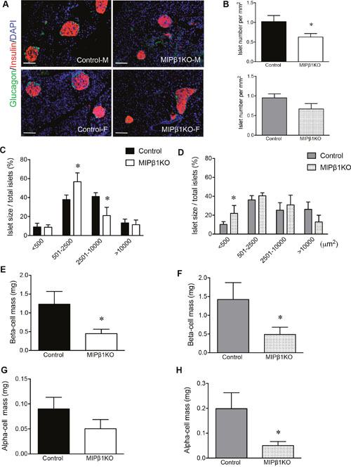 MIP&#x03B2;1KO mice display smaller islets with loss of beta-cell mass.