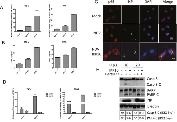 TNF-&#x03B1; and TRAIL are up-regulated via NF-&#x043A;B pathway and promotes caspase 8 activation in NDV-infected HeLa cells.