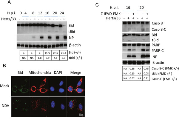 Bid is cleaved by caspase 8 and promotes apoptosis during NDV infection.