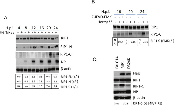 The cleavage of RIP1 at D324 by caspase 8 promotes apoptosis during NDV infection.