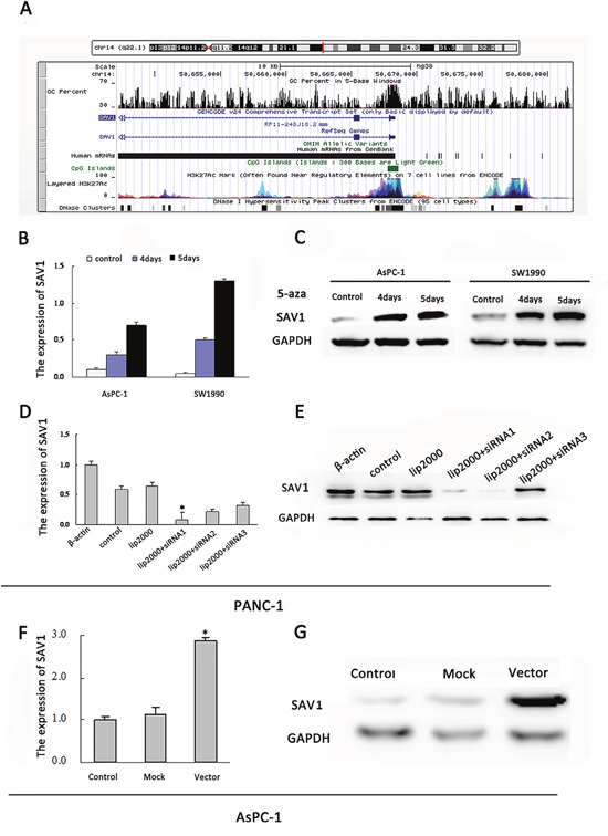 Regulation of SAV1 expression by promoter hypermethylation in pancreatic cancer and validation of transfection.