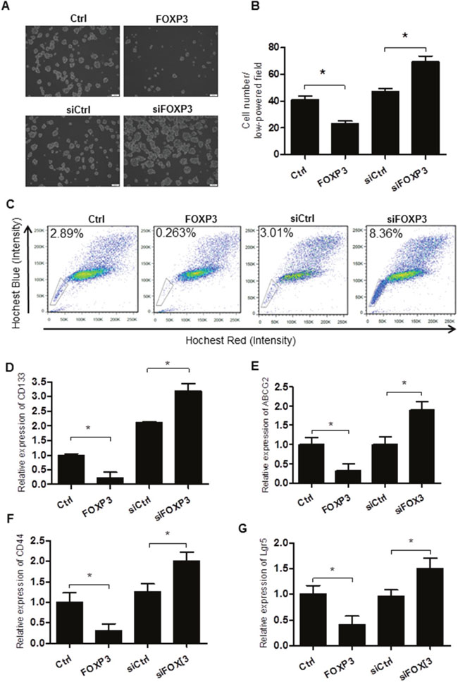 FOXP3 inhibits the self-renewal of the colorectal cancer stem cells.