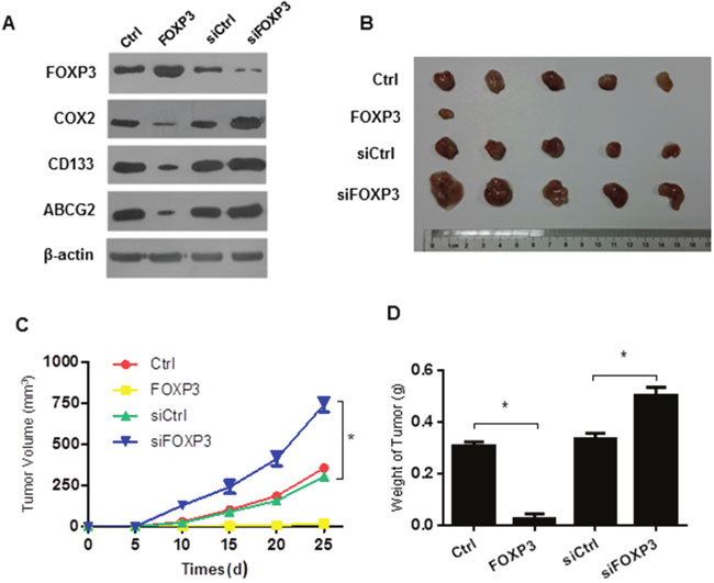 FOXP3 inhibits tumor formation in the xenograft model.