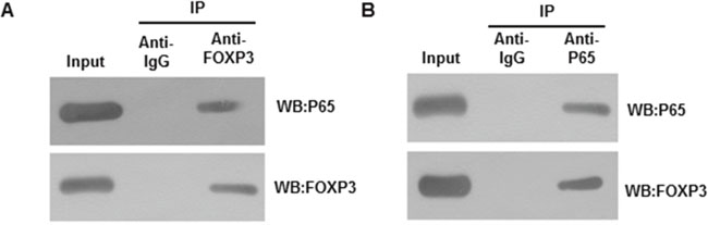 Interaction between FOXP3 and p65.
