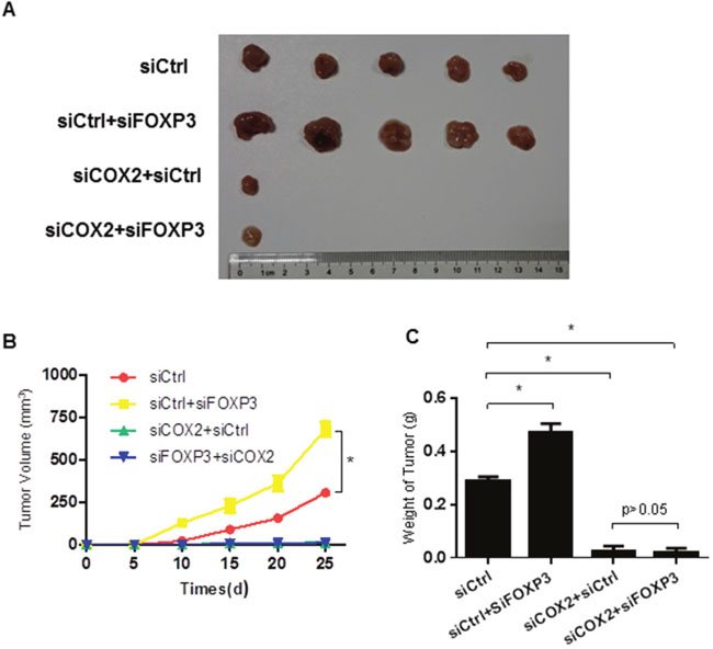 FOXP3 inhibits tumor formation via COX2 in the xenograft model.