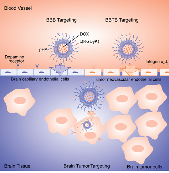 Schematic illustration of multifunctional DOX loaded c(RGDyK)/pHA-LS.