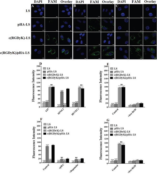 Cellular selectivity of liposomes.