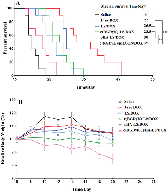 In vivo therapeutic efficacy of DOX-loaded liposomes.