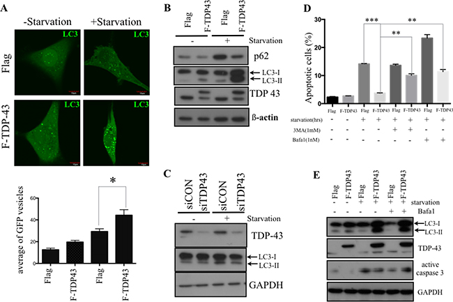 TDP-43 promotes autophagy formation under nutrient deprivation.