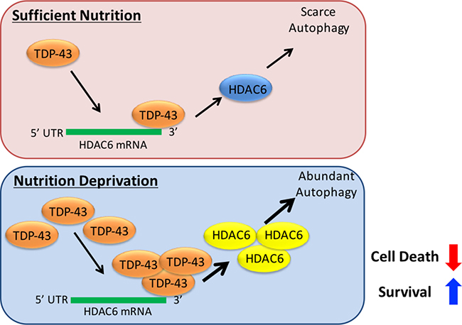 Schematic map of the TDP-43-HDAC6 signal axis in GBM tumorigenesis.