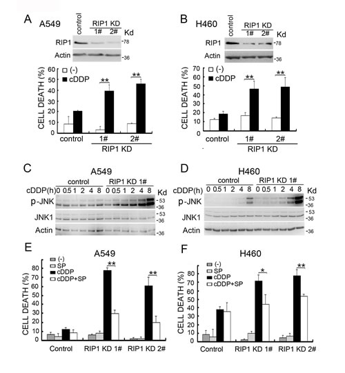 RIP1 knockdown potentiates cisplatin-induced cytotoxicity involving JNK activation.
