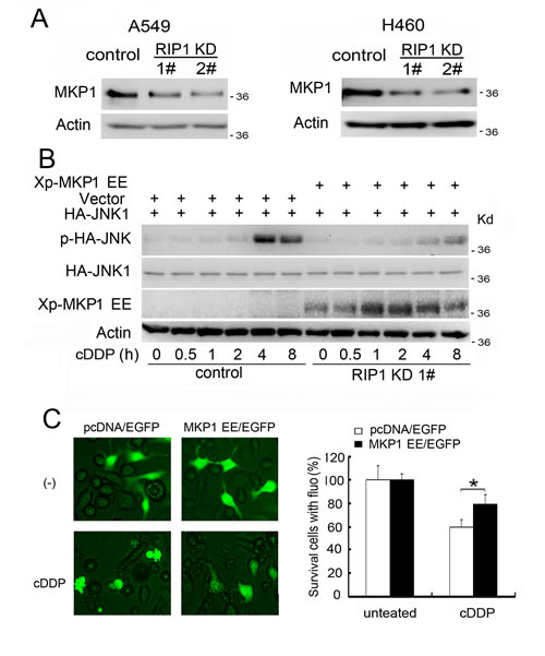 Reduced MKP1 expression contributes to cisplatin-induced JNK activation and cytotoxicity in RIP1 knockdown cells.