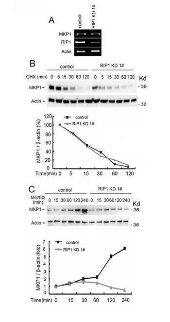 Reduced MKP1 protein synthesis rate in RIP1 knockdown cells.