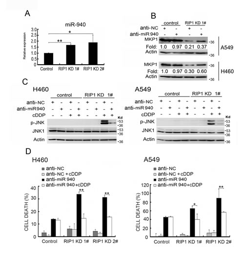 Increased miR-940 expression is involved in MKP1 suppression in RIP1 knockdown cells.