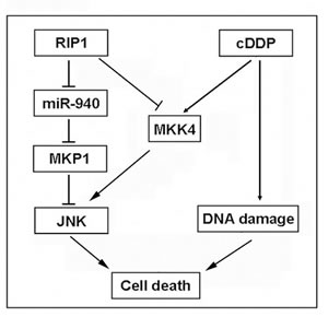 A model of RIP1 in regulation cisplatin-induced apoptosis.