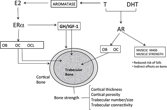 Effects of sex steroids on bone.