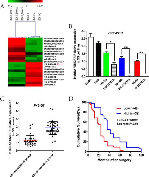 LncRNA FENDRR was down-regulated in the doxorubicin-resistant osteosarcoma cell lines and tissues verified by microarray and qPCR.