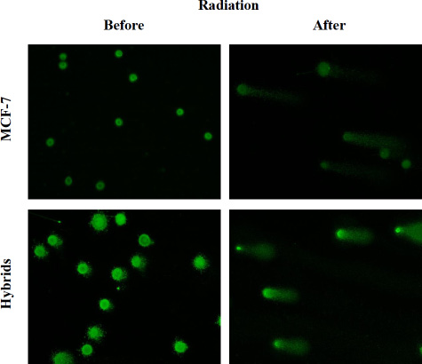 Images after alkaline SCGE demonstrating MCF-7 cells and macrophage:MCF-7 cells hybrids before and after radiation.