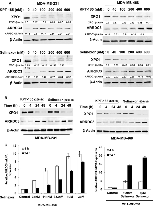 SINE compounds restore ARRDC3 expression in TNBC cell lines.