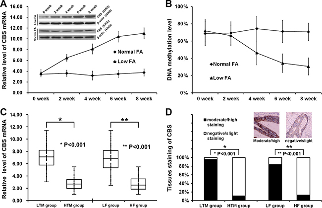 Up-regulation of CBS was induced by DNA hypomethylation and folate deficiency.