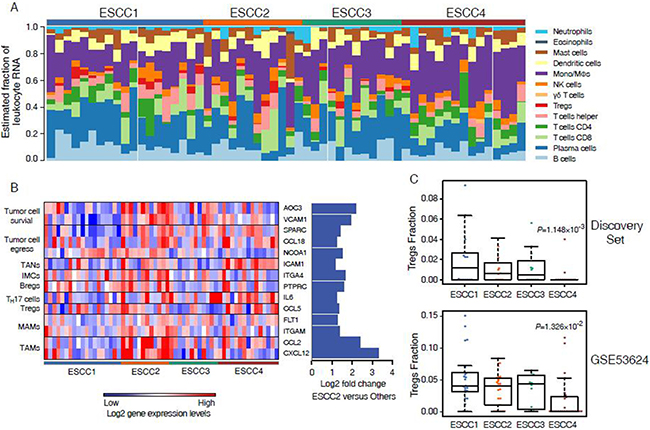 Immune cell composition inferred from ESCC microarray profiles.