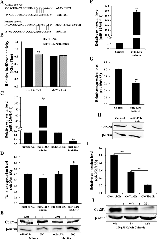 miR-125c directly targets cdc25a which responds to cellular hypoxia.