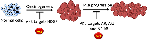 Proposed molecular mechanism of VK2 in prostate cancer.