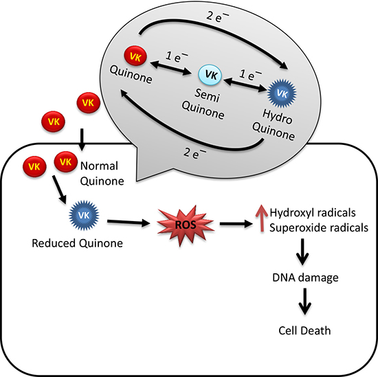 Oxidative stress mediated anticancer mechanism of VK.